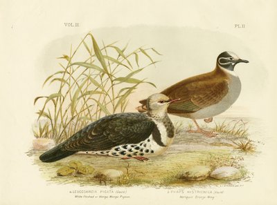Gołąb białoszyi lub gołąb Wonga, 1891 autorstwa Gracius Broinowski